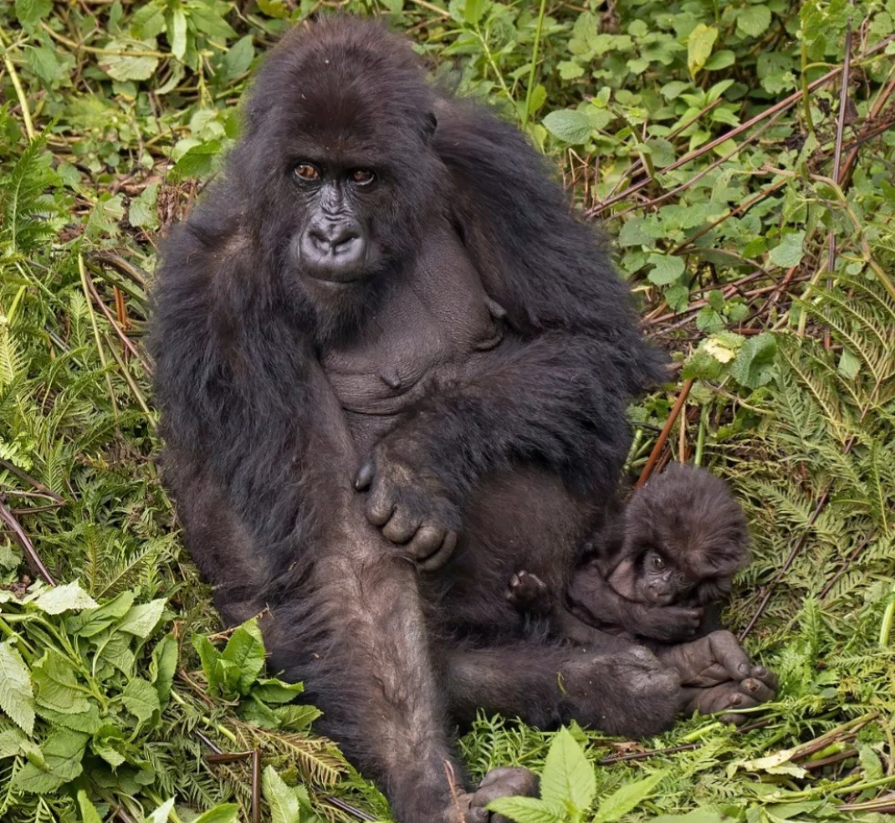 Em pé, o Gorilla beringei beringei pode medir entre 1,2 e 1,76 metro,  pesando entre 130 a 200 quilos. Eles são encontrados na África Central, no sudoeste de Uganda, no noroeste de Ruanda, e no leste da República Democrática do Congo.