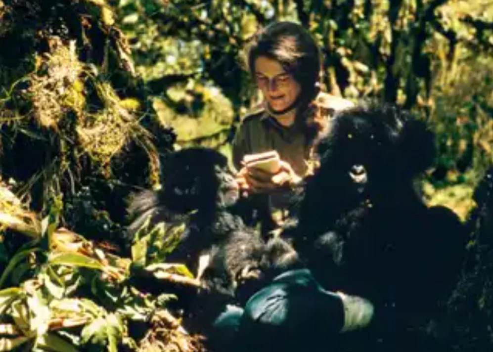 O filme se baseia na vida real da pesquisadora Dian Fossey, que viveu durante anos na selva, convivendo e estudando os primatas. Ela foi assassinada por exploradores que matavam os animais para comércio. 