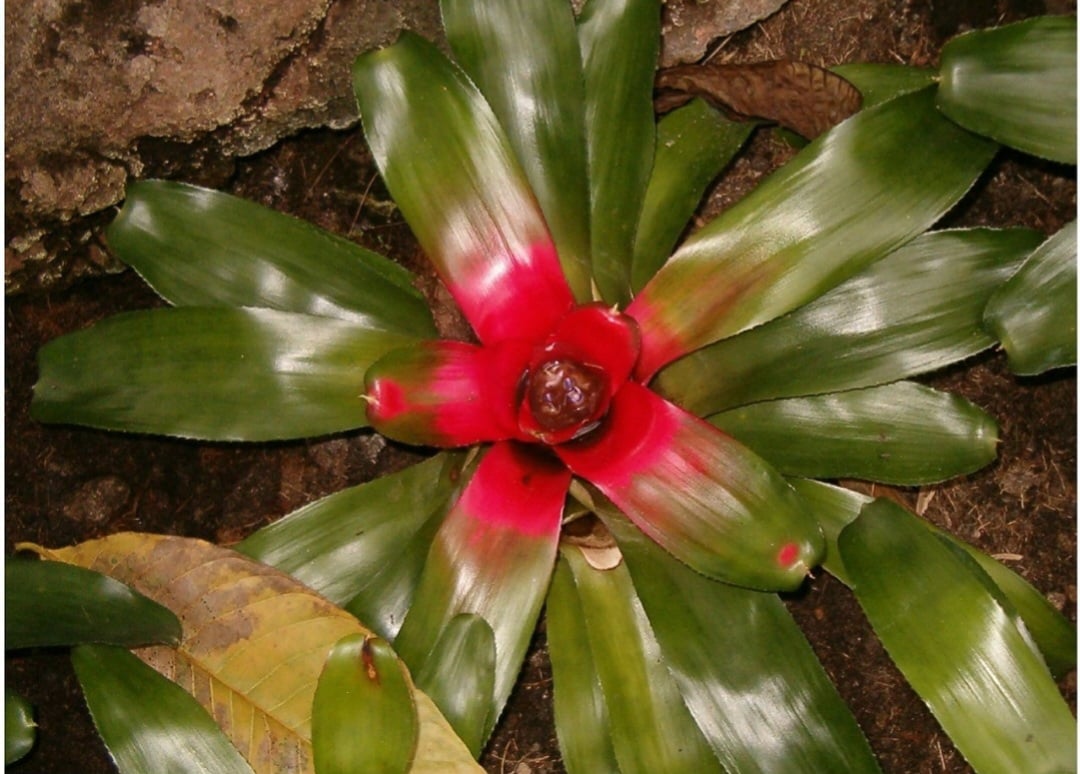 Neoregelia spp., uma bromélia nativa da América do Sul, é encontrada principalmente no Brasil, Colômbia e Peru. Adaptada às florestas tropicais, cresce como epífita, absorvendo nutrientes do ar. Sua floração ocorre no verão, quando suas folhas centrais adquirem uma coloração vermelha marcante.
