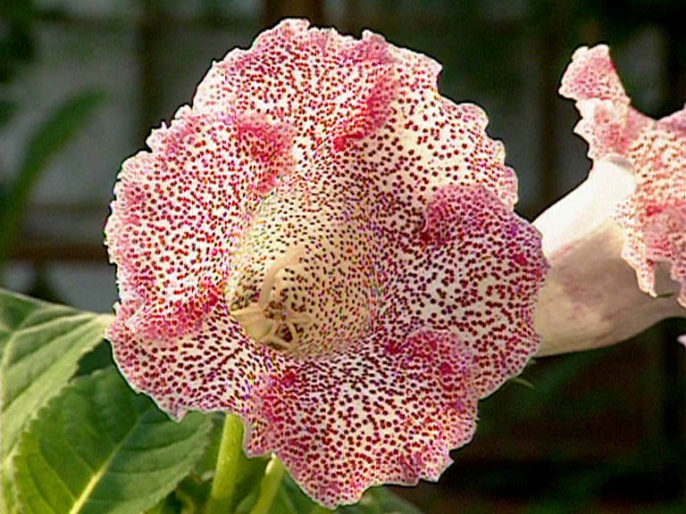 Sinningia speciosa, conhecida como gloxínia, é nativa do Brasil. Muito cultivada também nos EUA e na Europa, prefere ambientes tropicais. Suas flores grandes e aveludadas aparecem na primavera e verão, encantando com tons que incluem o vermelho.
