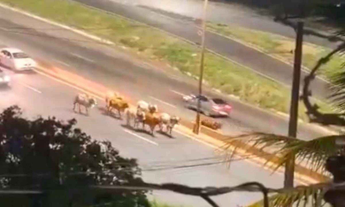 Cerca de oito a dez bois foram flagrados no Anel Rodoviário, na altura do bairro Engenho Nogueira, na região da Pampulha, em Belo Horizonte, na noite de quarta-feira (18/12) -  (crédito: Reprodução/Redes Sociais)