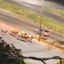 Boiada solta no Anel Rodoviário de BH causa tumulto e revolta - Reprodução/Redes Sociais