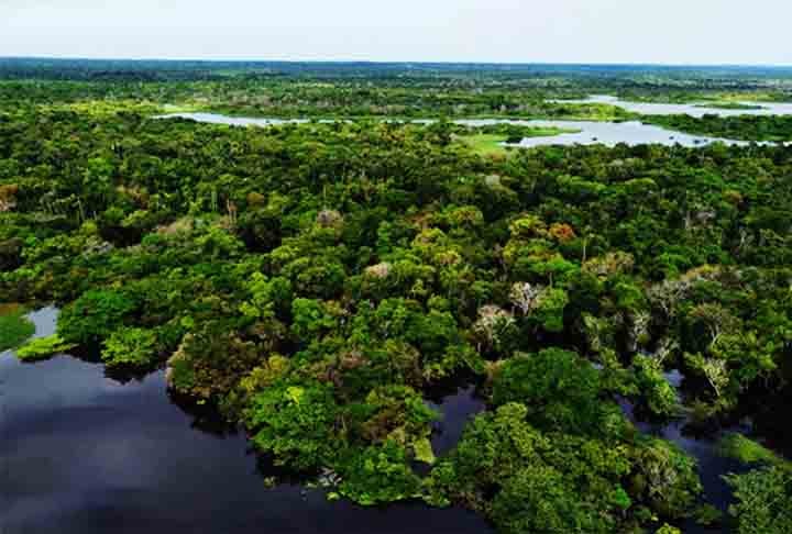 De acordo com o Programa das Nações Unidas para o Meio Ambiente (PNUMA), a Floresta Amazônica tem uma área de 6,92 milhões de quilômetros quadrados, ocupando 40% do território da América do Sul. 
