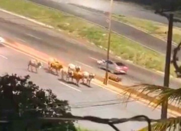 Cerca de oito a dez bois foram flagrados no Anel Rodoviário, na altura do bairro Engenho Nogueira, na região da Pampulha, em Belo Horizonte, na noite de quarta-feira (18/12) -  (crédito: Reprodução/Redes Sociais)