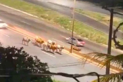 Cerca de oito a dez bois foram flagrados no Anel Rodoviário, na altura do bairro Engenho Nogueira, na região da Pampulha, em Belo Horizonte, na noite de quarta-feira (18/12) -  (crédito: Reprodução/Redes Sociais)