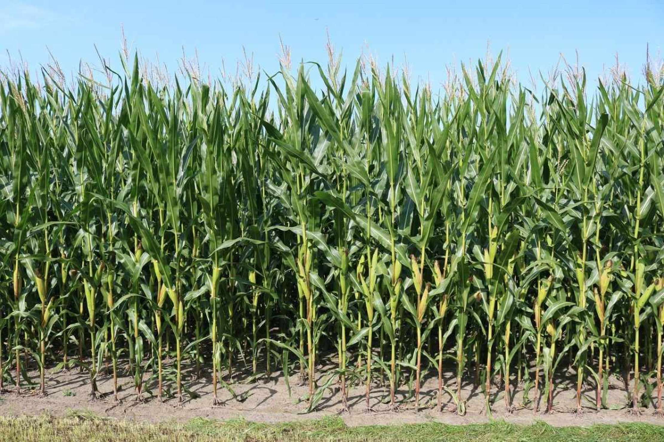 Agricultores vão receber indenização milionária por semente sujeita a praga