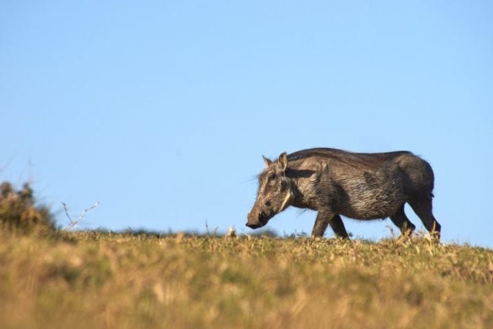 Esses javalis, pertencentes à espécie Sus scrofa, são considerados invasores e não têm predadores naturais no Brasil, ao contrário da Europa, onde são controlados por espécies como os ursos.