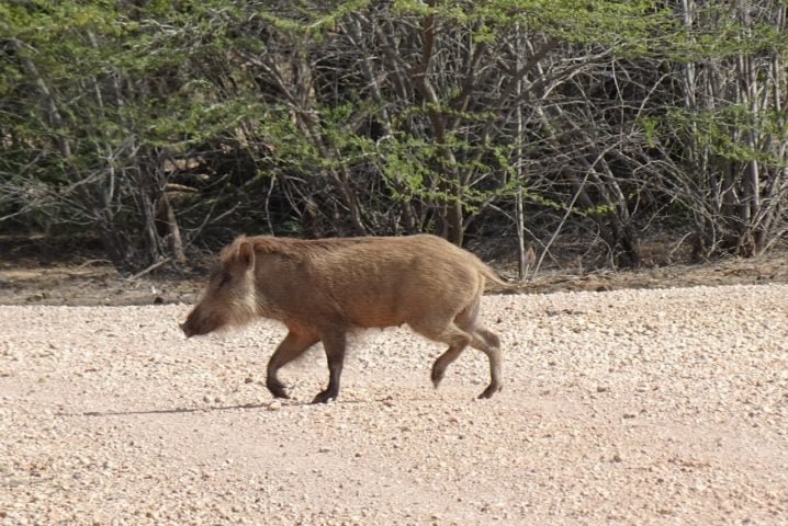 Esses animais são extremamente adaptáveis, podendo habitar florestas densas, savanas, áreas pantanosas e até ambientes semiáridos.