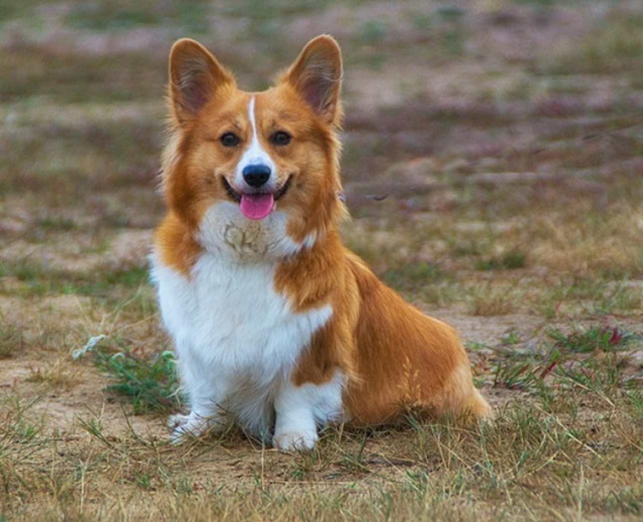 E há motivos para isso. Eles conseguem interagir com os humanos, demonstrando carinho, afetividade e compaixão em diversos momentos. Também são muito fiéis, então o dono se sente protegido e amado constantemente. Também são ótimos com crianças, se tornando um ser importante da família.