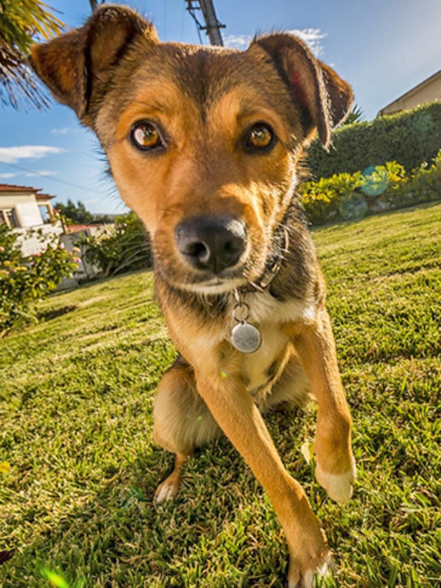 Curiosidade número 1: Assim como nós humanos temos impressões digitais únicas, os cachorros possuem ranhuras e detalhes que só existem naquele determinado focinho. Essa é uma das principais formas de diferenciá-los. 