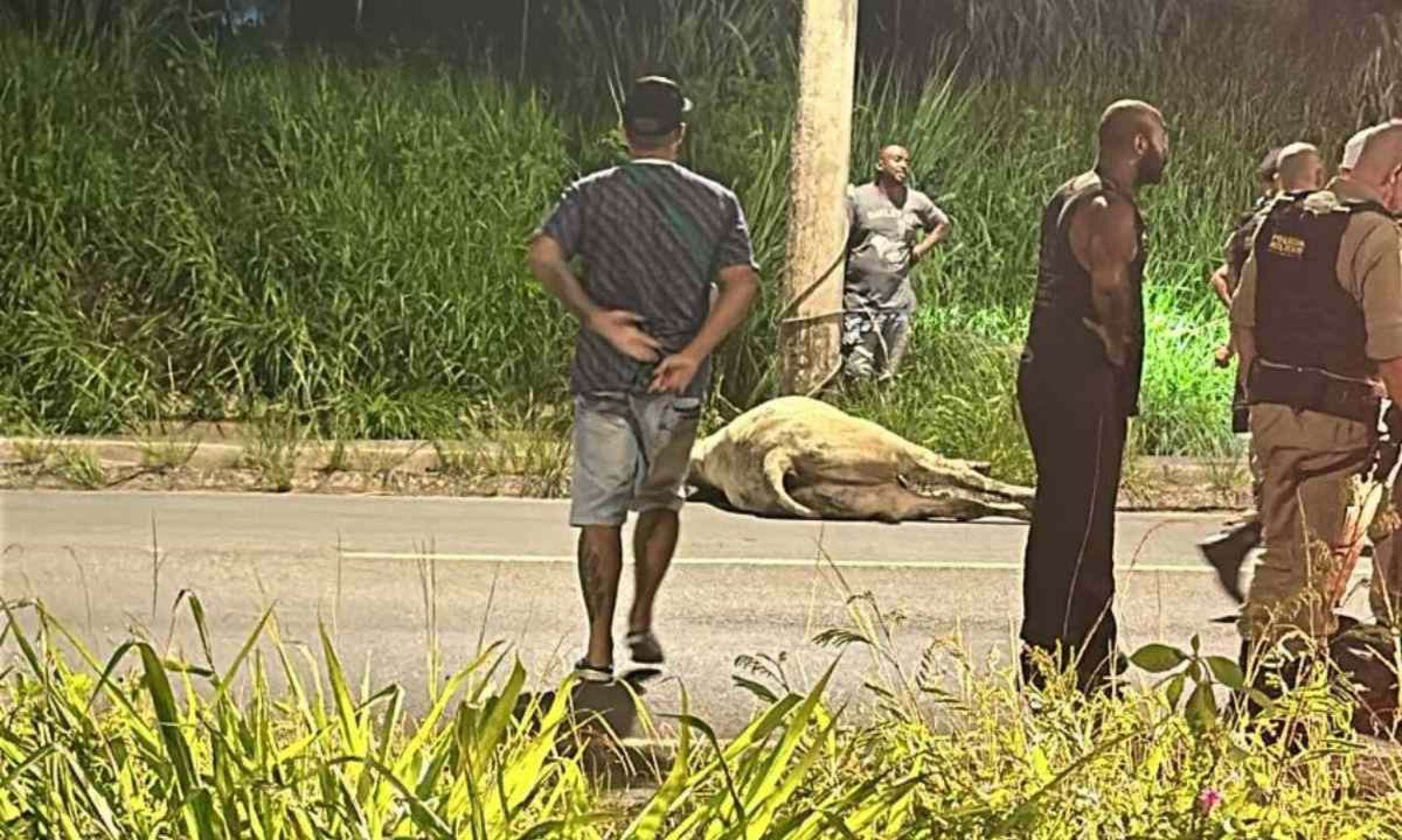 Dois animais foramn abatidos pela PMMG, que alegaram agressividade e perigo aos motoristas