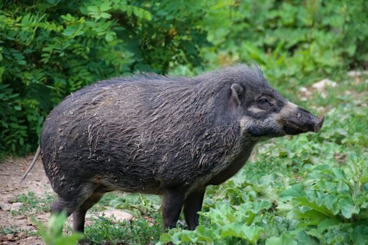 A carne de javali é valorizada em muitos países e é um ingrediente comum em pratos tradicionais, especialmente na Europa.