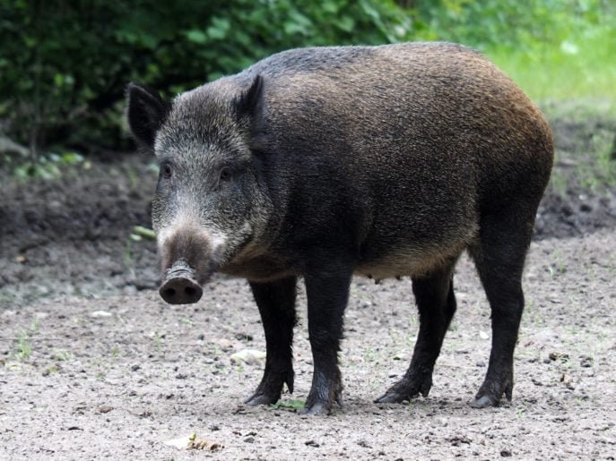 A captura será realizada com armadilhas feitas de redes ou cercados, utilizando milho como atrativo, e as carcaças serão descartadas de forma adequada.