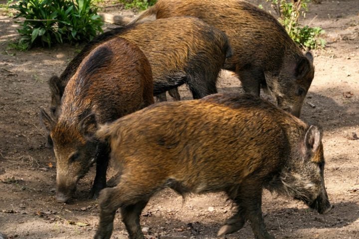 Esses animais possuem um corpo robusto, pernas curtas e musculosas, pelagem densa que varia de marrom-acinzentada a preta, e focinho alongado, utilizado para fuçar o solo em busca de alimento.