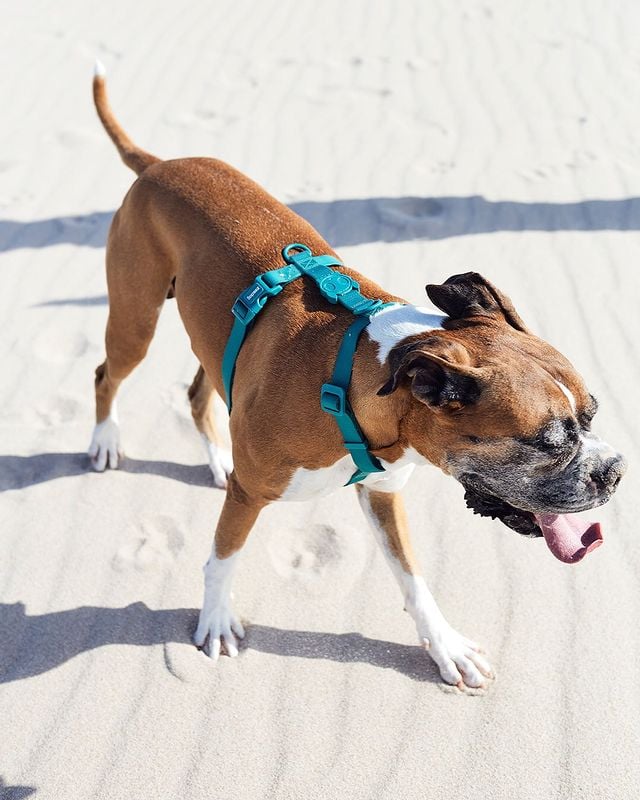 Curiosidade número 2: Como muitos cachorros ficam em casa, eles acabam tendo uma rotina mais tranquila e calma. Mas quando estão em lugares amplos e sem coleira, podem chegar a incríveis 30 quilômetros por hora, principalmente se estiverem se sentindo ameaçados. 