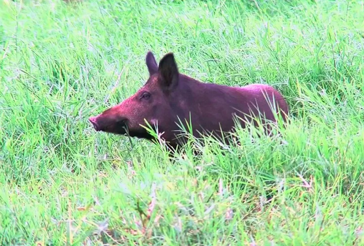 Mais de 200 javalis serão abatidos em parque de SP para conter impactos ambientais - reprodução/tv tem