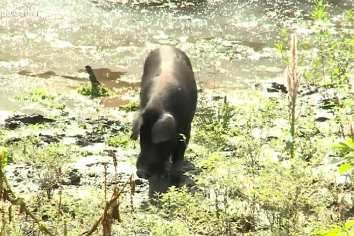 A previsão é que cerca de 200 animais sejam abatidos em Ilhabela, enquanto as Estações Ecológicas de Angatuba, Barreiro Rico, Itirapina e Santa Bárbara somariam o abatimento de outros 130 animais.