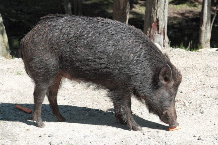 A licitação exige técnicas que garantam o bem-estar animal, evitando maus-tratos, estresse ou afugentamento da espécie.