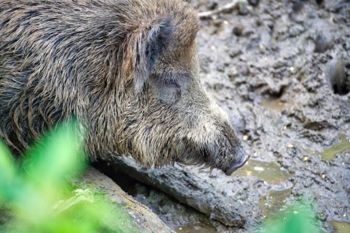 O órgão também alerta que esses animais transmitem doenças, como a febre aftosa, leptospirose e peste suína clássica), provocam exposição do solo e alteração da composição da vegetação.