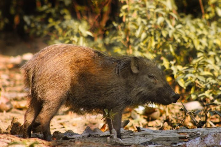 O objetivo da medida é mitigar os impactos ambientais causados pela presença desses animais, que ameaçam a biodiversidade das áreas protegidas.