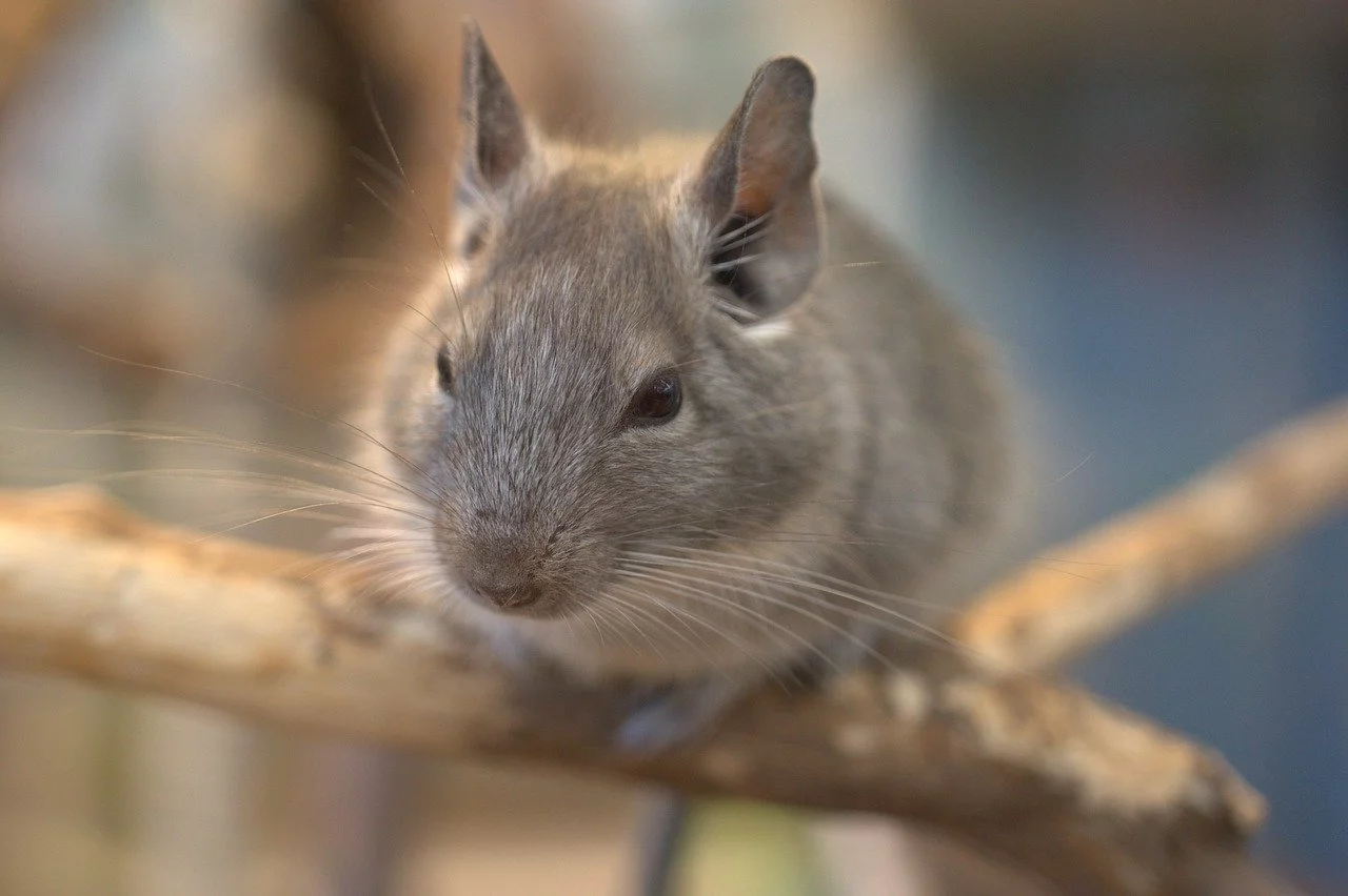 Chinchila - Apesar de não ser comum em casa nos Brasil, a Chinchila é um animal de estimação que as pessoas gostam de ter por alguns motivos. São dóceis, interagem bem com os humanos e dão pouco trabalho.