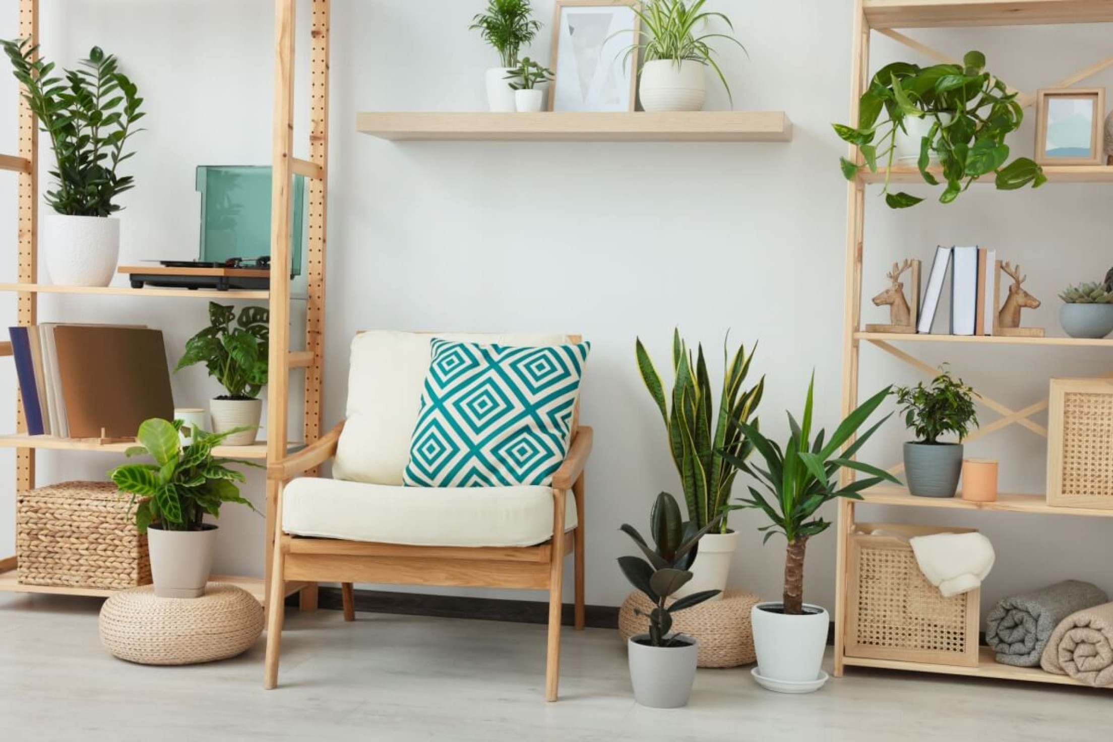 7 plantas para ter em apartamento