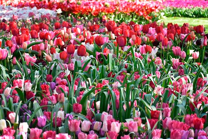 Fama das tulipas: Flores cheias de cores e simbolismos