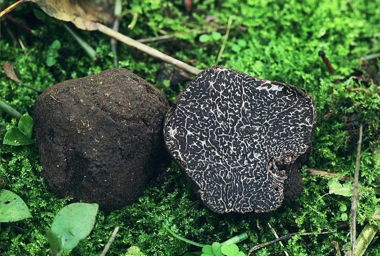 Também conhecida como trufa Périgord ou trufa negra francesa (Tuber melanosporum), a trufa negra é um fungo comestível nativo do sul da Europa, apreciado por seu sabor e aroma terrosos e intensos.