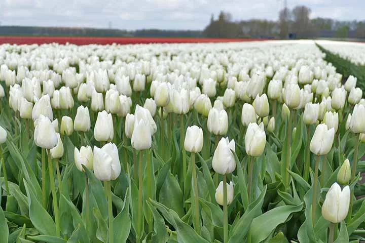 Significado e Simbolismo: As tulipas são frequentemente associadas à fama e à perfeição. Em algumas culturas, elas também são vistas como símbolos de amor e beleza.