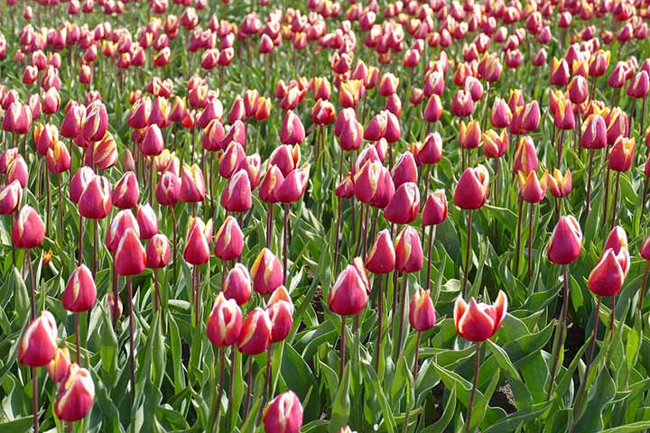 Cuidados: As tulipas são relativamente fáceis de cuidar. Elas preferem climas frios e temperados, com invernos rigorosos e verões amenos.