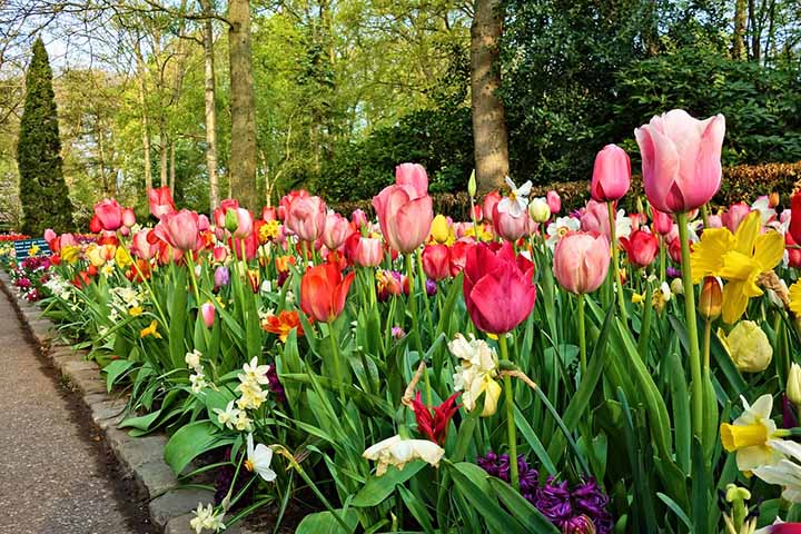 Curiosidade: As tulipas são uma das poucas flores que continuam a crescer mesmo depois de terem sido cortadas. 