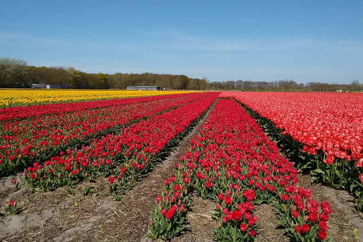 A cor da tulipa pode alterar seu significado, por exemplo, as tulipas vermelhas são frequentemente associadas ao amor verdadeiro.