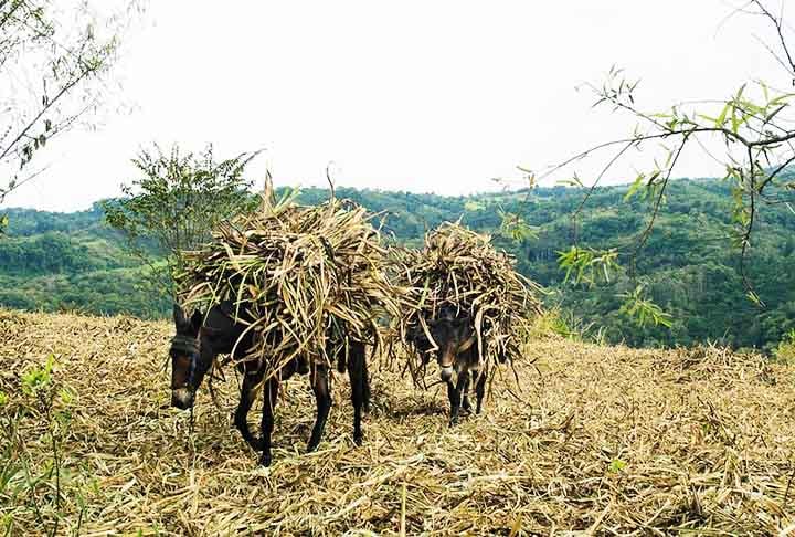 Nos primórdios, a rapadura era fabricada em moendas de madeira movidas por água, bois e cavalos. Embora, na atualidade a rapadura possa ser feita por processo industrial, o mais comum no Brasil ainda é o fabrico artesanal em pequenos engenhos. 
