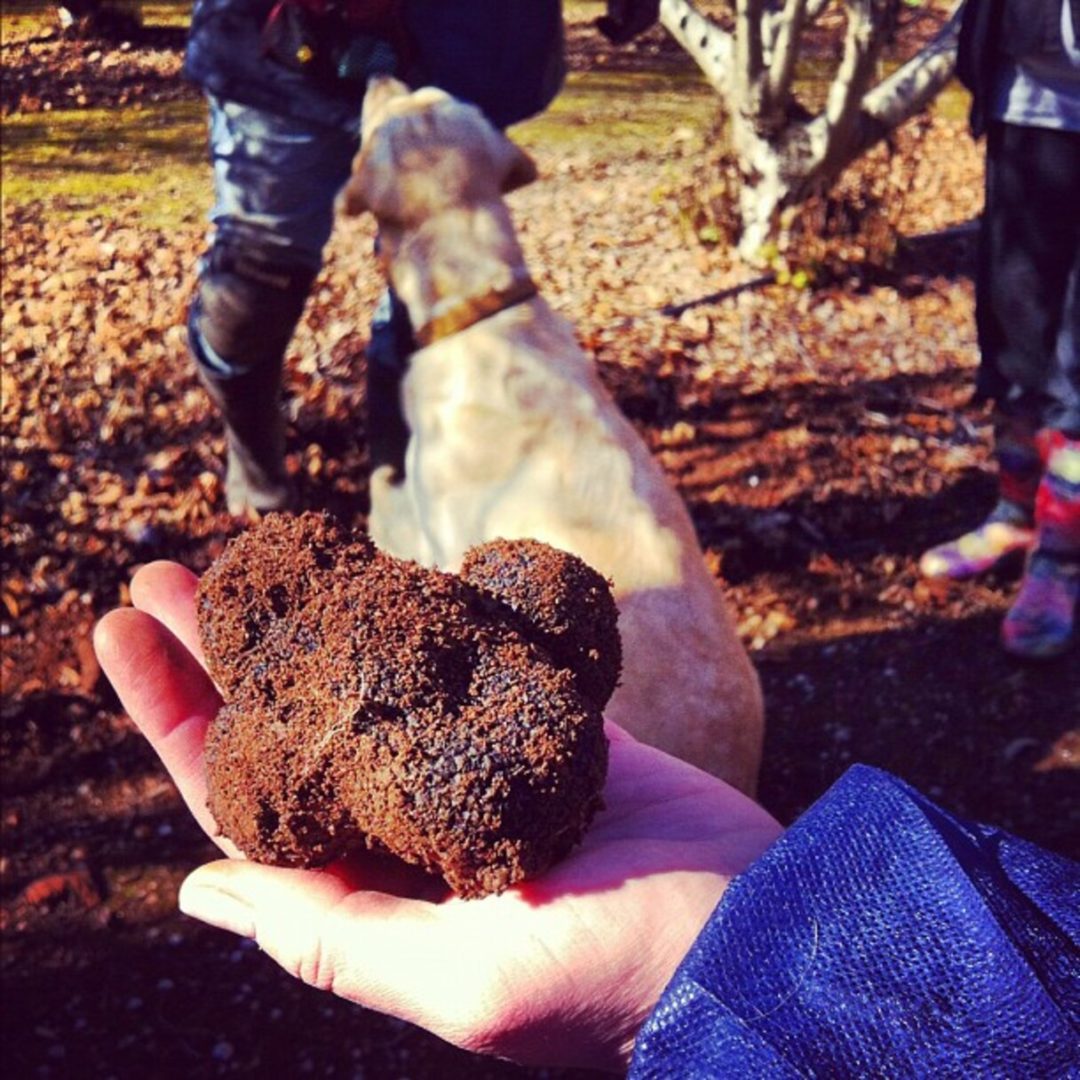 Assim como a maioria dos fungos, as trufas crescem perto de árvores e suas raízes, em solo úmido. Mas só uma parte do mundo tem o solo e o clima ideais para o seu crescimento: o sul da Europa.