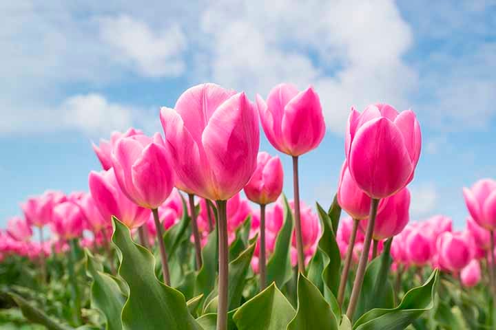 Já as rosas têm conexão com a ternura do amor materno, o carinho sincero e a gratidão.