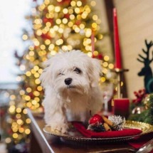 Pets na ceia de Natal? Cuidados alimentares com cães e gatos nas festas - Freepik