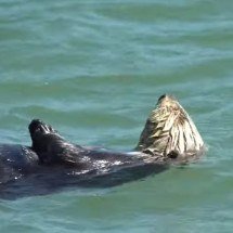 Duas lontras "enamoradas" aparecem em Oregon um século depois de sumiço da espécie na região - Divulgação YouTube Elakha Alliance 