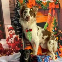'Cãonetone' e 'Aumigo Secreto' animam ceia de Natal para pets em Minas - Arquivo Pessoal