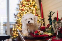 Pets na ceia de Natal? Cuidados alimentares com cães e gatos nas festas