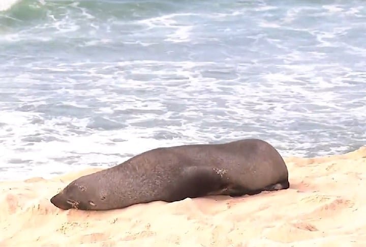Ele reforçou que é fundamental que as pessoas mantenham distância e não ofereçam comida ao animal.