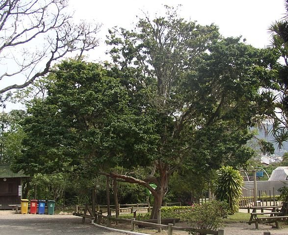 Com o nome científico de Paubrasilia echinata, o pau-brasil também é chamado de arabutã, ibirapiranga , pau-de-tinta, pau-pernambuco e pau-rosado.