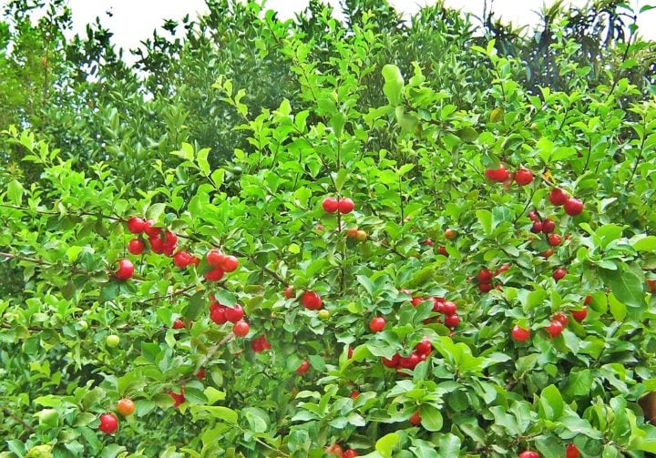 Além do Brasil, a acerola também é cultivada em outras regiões tropicais e subtropicais do mundo, como Porto Rico, México, Índia e Estados Unidos (especificamente na Flórida e no Havaí).