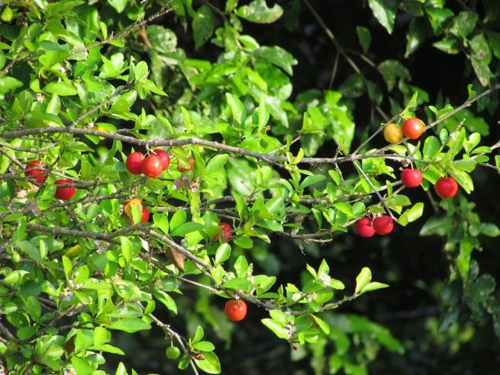 O clima quente e úmido da região, com chuvas bem distribuídas, cria um ambiente perfeito para o florescimento das aceroleiras.