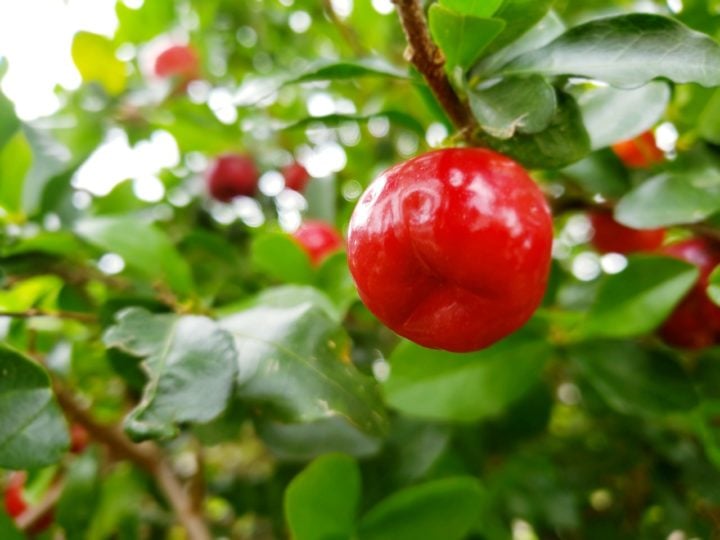 Além da vitamina C, a acerola é uma boa fonte de vitaminas A e B, bem como de minerais como ferro, cálcio e fósforo. 