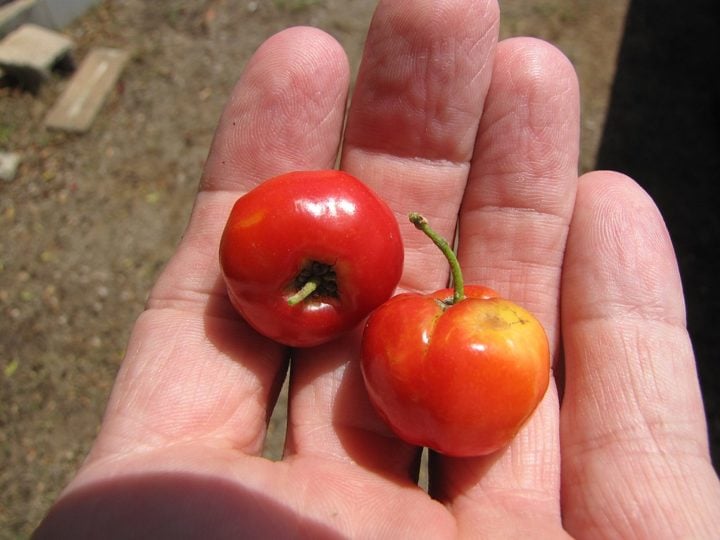 A acerola é pequena, redonda, com cerca de 1 a 3 cm de diâmetro, e possui uma casca fina e lisa que pode variar de verde a vermelha ou amarela quando madura.