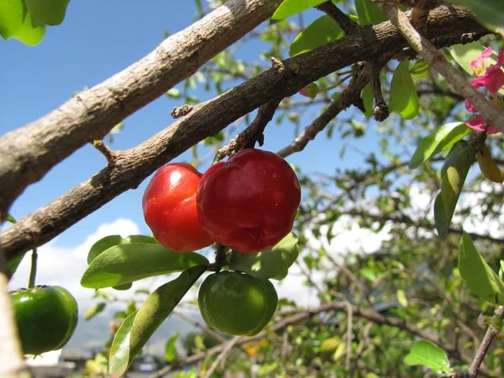 O Brasil concentra cerca de 95% das variedades existentes de acerola no mundo e ostenta o título de maior exportador global dessa fruta rica em vitamina C.