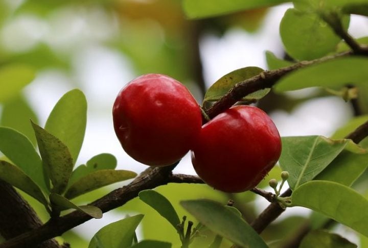 Apenas duas unidades da fruta fornecem a quantidade diária recomendada desse nutriente essencial para o bom funcionamento do organismo.