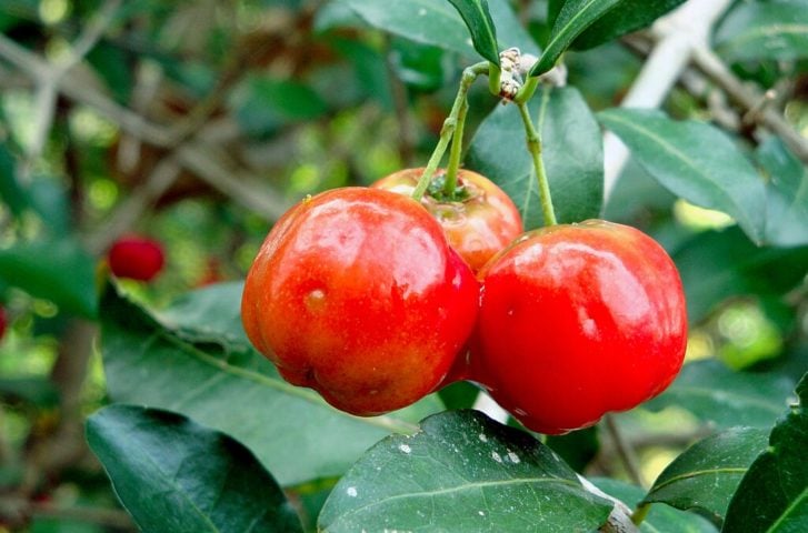 A acerola é extremamente rica em vitamina C, contendo até 65 vezes mais dessa vitamina do que a laranja, por exemplo.