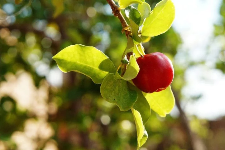 A acerola se adapta bem a climas tropicais e subtropicais, com temperaturas médias em torno de 26°C e precipitações anuais entre 1.200 e 1.600 mm. 