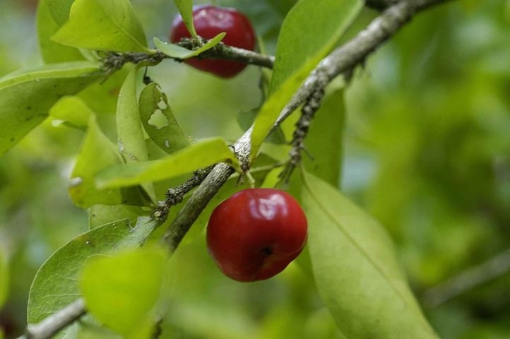 A vitamina C presente na acerola contribui para diversos benefícios, como o fortalecimento do sistema imunológico, prevenindo gripes e resfriados.